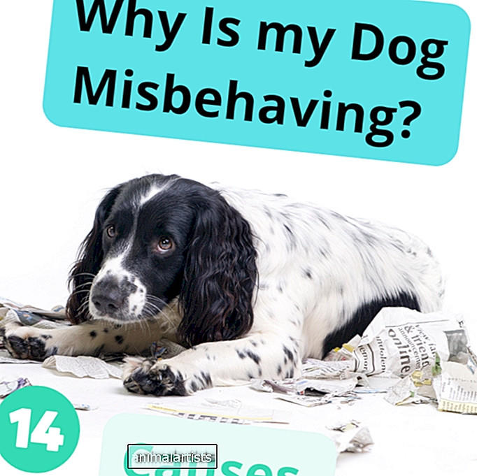 ¿Por qué mi perro se porta mal? 14 causas potenciales