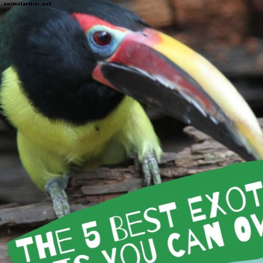 Las 5 mejores mascotas exóticas que puedes tener