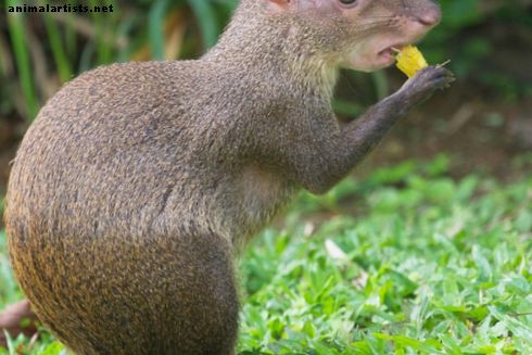 El Agouti y la Paca: roedores de América del Sur