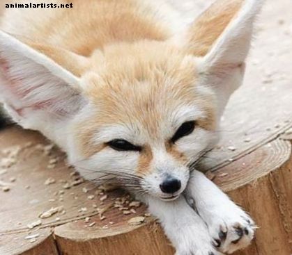 Fennec Foxes: faktid, fotod, videod ja eksootilised lemmikloomad