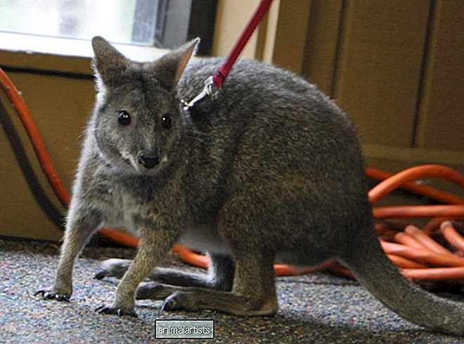 Pet Wallaby Care: una guía de cuidado integral para principiantes