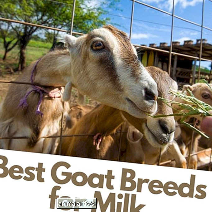 Las 25 mejores razas de cabras lecheras: cabras para leche