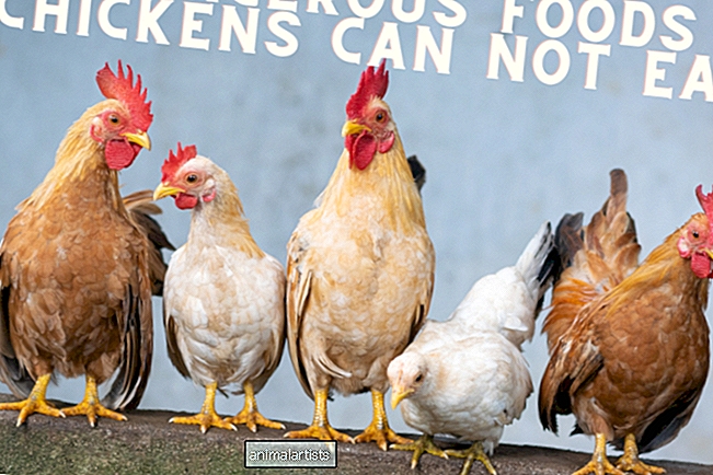 Una guía de alimentos peligrosos que nunca debe alimentar a sus pollos domésticos