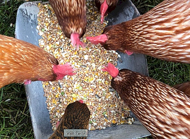 ¿Pueden los pollos comer semillas de girasol?