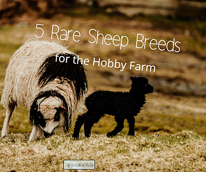 Cinco razas raras de ovejas para la granja de aficionados