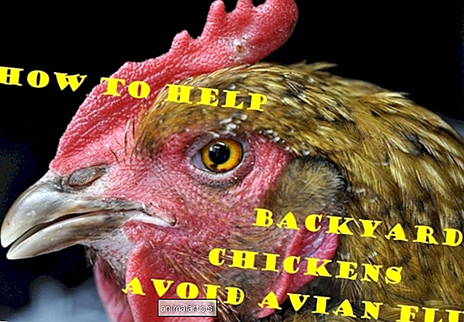 Cómo ayudar a sus pollos de traspatio a evitar la gripe aviar