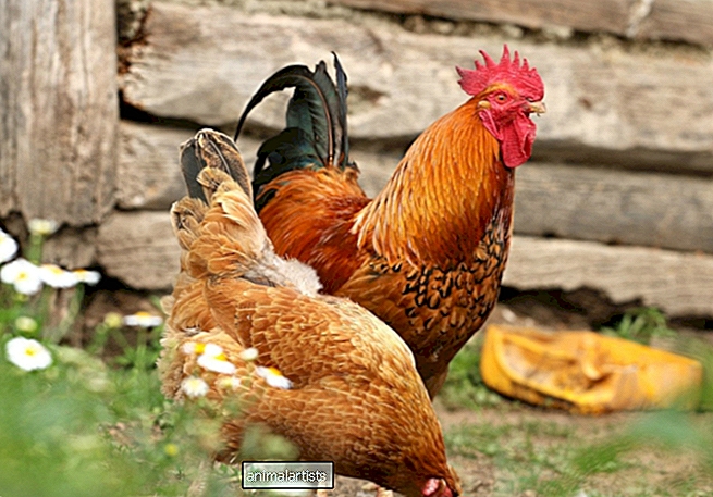 Kuidas hoida vabapidamisel olevad kanad oma aiast eemal