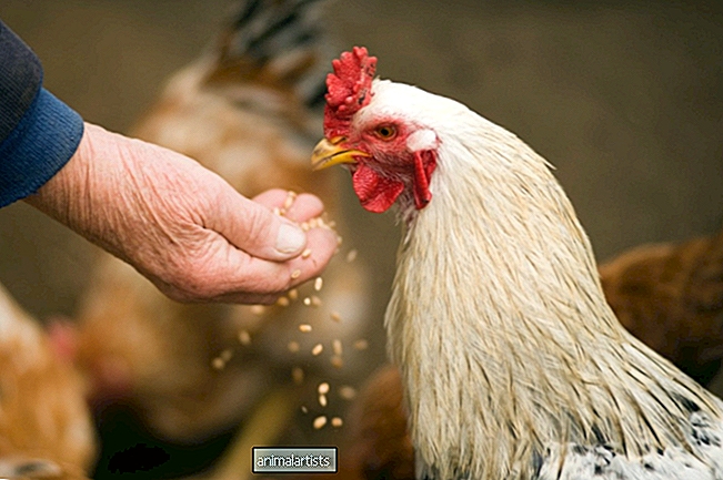 Cómo alimentar adecuadamente a los pollos