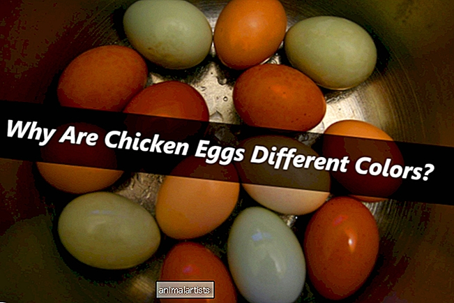 ¿Por qué los huevos de gallina son de diferentes colores?