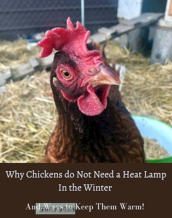 Por qué sus pollos no necesitan una lámpara de calor