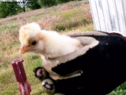 Ensayo fotográfico de la vida de un pollo: de recién nacido a adulto