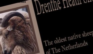 Hollandi põlise lamba tõug: Drenthe nõmme lammas (Drents Heideschaap)