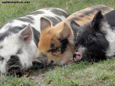 5 الخرافات الشائعة حول تربية الخنازير