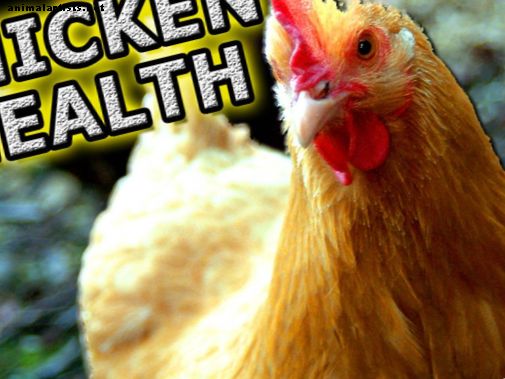 Enfermedades de pollo y problemas de salud