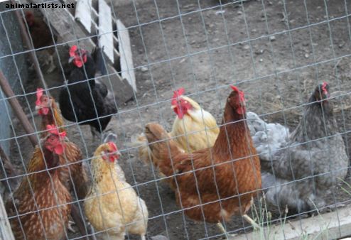 Una guía para mantener a los pollos en confinamiento
