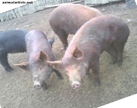 Разведение цыплят и свиней для мяса и самообеспечения