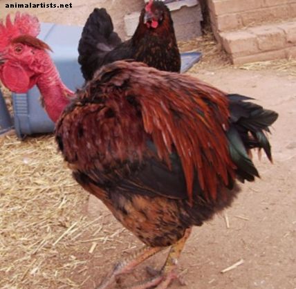 Что такое туркен (Turkin)?  Трансильванская курица с голой шеей
