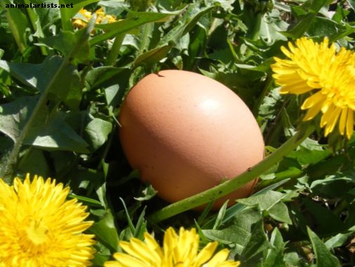 اصنع أداة إمساك البيض الخاصة بك