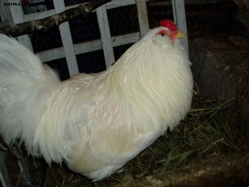 دجاج أميروكانا ودجاج بيض عيد الفصح