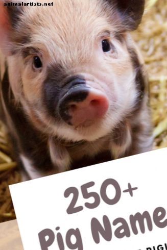 250+ خنزير الحيوانات الأليفة أسماء الخاص بك ليتل الخنزير الصغير (من ألبرت إلى والي)