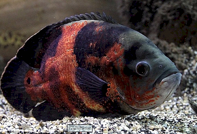 10 najlepších veľkých rýb pre sladkovodné akvárium
