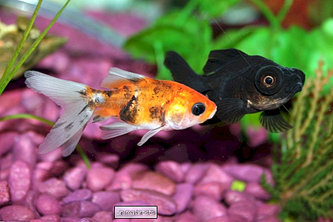 5 conceptos erróneos comunes sobre los peces dorados