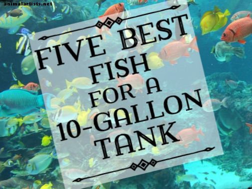 El mejor pescado para una configuración de tanque de 10 galones