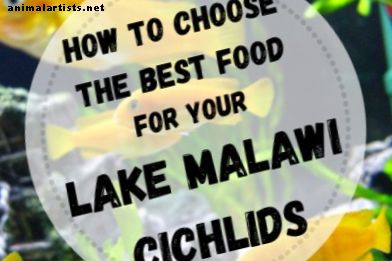 Cómo elegir la mejor comida para sus cíclidos africanos (lago Malawi)