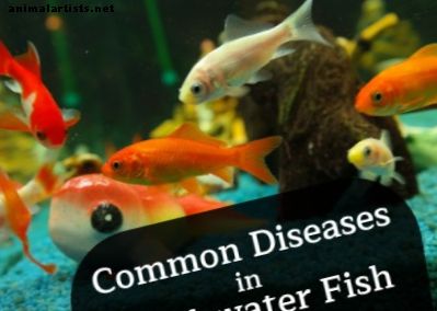 Hogyan lehet felismerni az édesvízi halak általános betegségeit: Ich és így tovább
