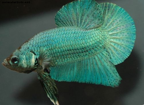 8 Захватывающих Фактов о Сиамской Рыбе Борьбы (Бетта Фиш)