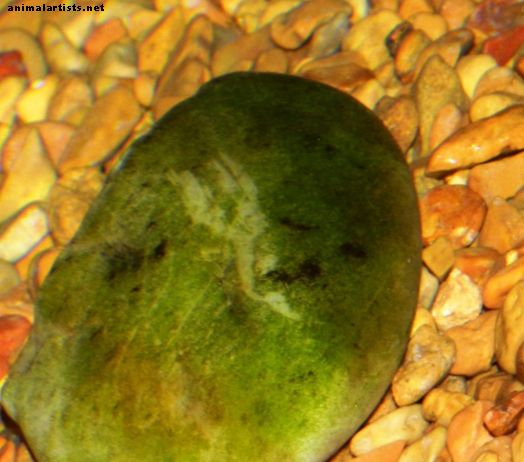 Akvaariumi vetikate kontroll: kuidas vetikatest kalapaagis lahti saada