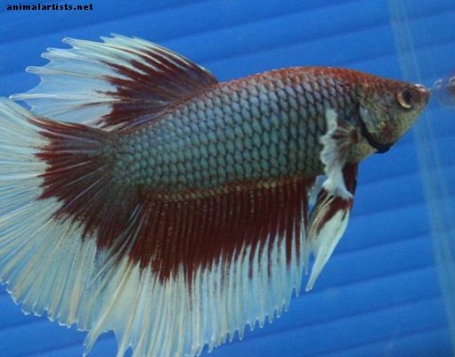 Klaasisurfamine: miks kalad ujuvad klaasi üles ja alla?