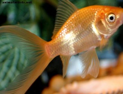 Goldfish vs. Betta Fish Care y Hechos