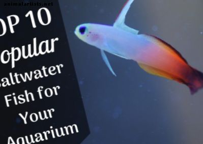 10 grandes peces de agua salada para el acuario casero