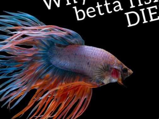 Las 6 razones principales por las que muere Betta Fish