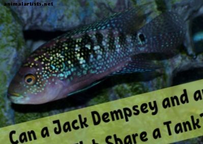 ¿Pueden un Jack Dempsey y un Oscar Fish vivir juntos?