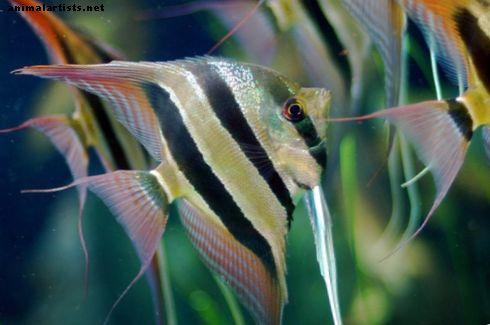 Guía, datos y preguntas frecuentes sobre el cuidado del pez ángel de agua dulce