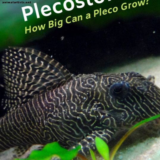 Qual o tamanho de um Plecostomus?