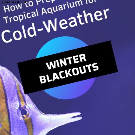Cómo preparar un acuario tropical para apagones de invierno