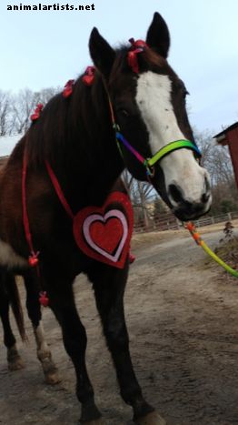 Atividades e idéias para proprietários de cavalos no mês de fevereiro