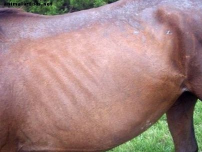 Tratamiento y causas de la pudrición por la lluvia en caballos, perros y gatos