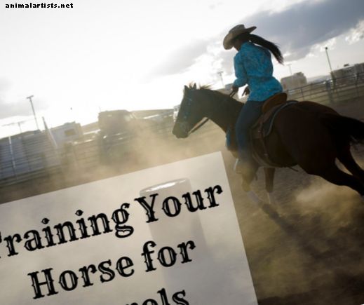 Dicas de treinamento para cavalos: Como treinar para corridas de tambor (com vídeo)