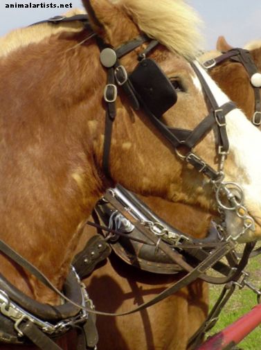 Quatro problemas de saúde encontrados em cavalos de tração
