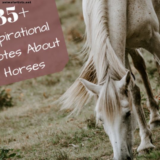 Citas inspiradoras de caballos de famosos ecuestres históricos