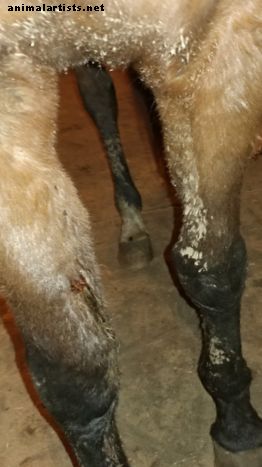 Reha- või hooldusravi kasutamise eelised vigastatud hobusele