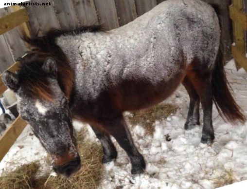 ¿Cubrir o no cubrir su caballo en el invierno?