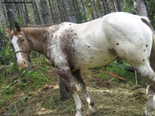 Ferramentas para Treinamento de Cavalos: Culturas e Chicotes