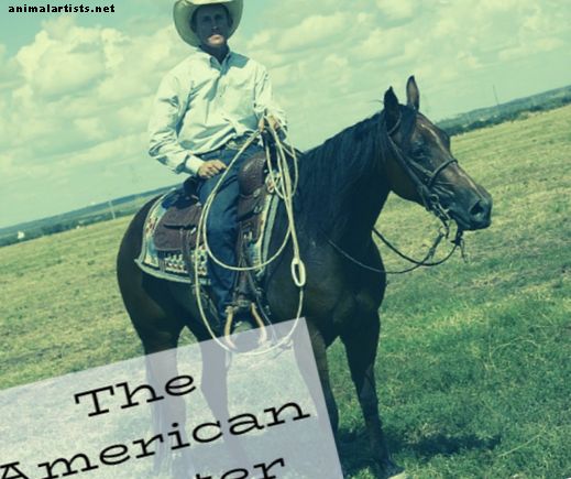 Por qué los caballos American Quarter son excelentes mascotas: asesoramiento de un propietario, entrenador y veterinario de AQH