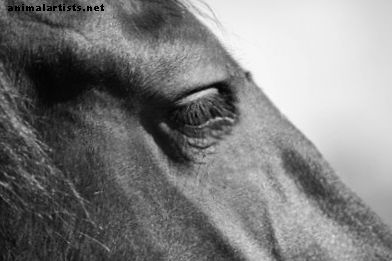 15 nombres de caballos grandes y poderosos
