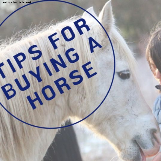 Una guía para comprar y probar caballos